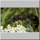 Macrophya montana - Blattwespe m02.jpg